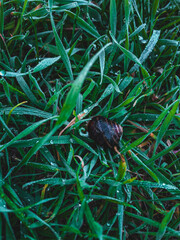 grass 