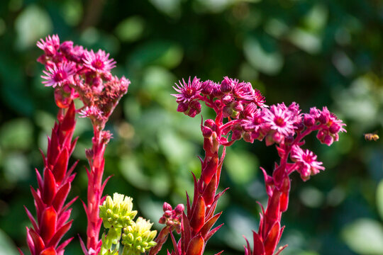 Vibrant red blooming houseleeks (Sempervivum)