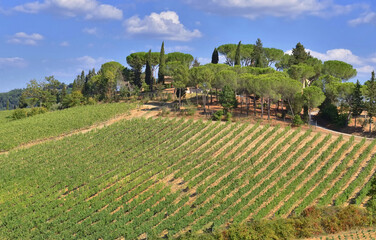 Fototapeta na wymiar vineyard growing on a hill and trees at the top in Tuscany, Italy