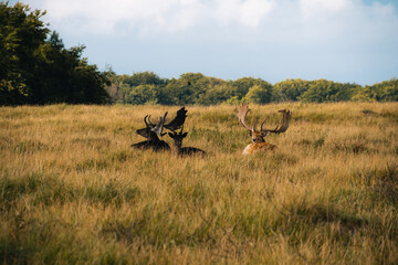 Fototapeta premium deer in the wild