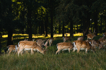 deer in the woods