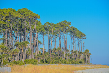 Tree line and duns on Hunting Island. A Barrier Island on the Atlantic Ocean, Beaufort County,...