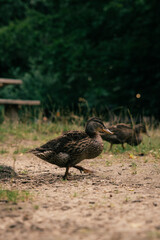 duck in the pond