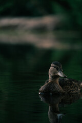 duck in the lake