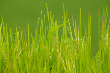 Close up of fresh thick grass with water drops in the early morning