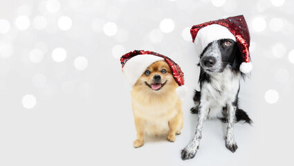 Banner isolated  two dogs christmas wearing a red santa claus hat sitting on white light  background