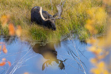 Bull Moose Reflected in a Pond in Wyoming in Autumn