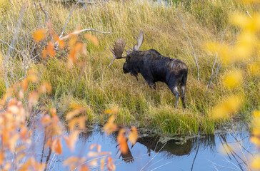 Bull Moose Reflected in a Pond in Wyoming in Autumn