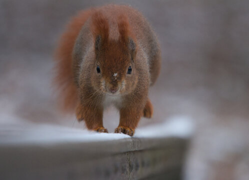 squirrel in the snow