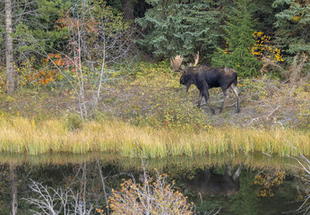 Bull Moose Reflected in a Pond in Wyoming in Autumn
