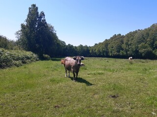 Rebaño de vacas en un prado de Galicia
