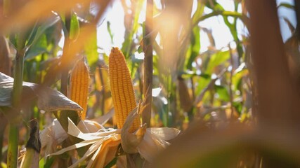 close-up yellow ripe corn on stalks for harvest in the agricultural cultivated field - Powered by Adobe