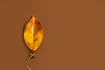 Hoja de magnolia amarilla y marrón sobre un fondo marrón liso y aislado. Vista superior. Copy space