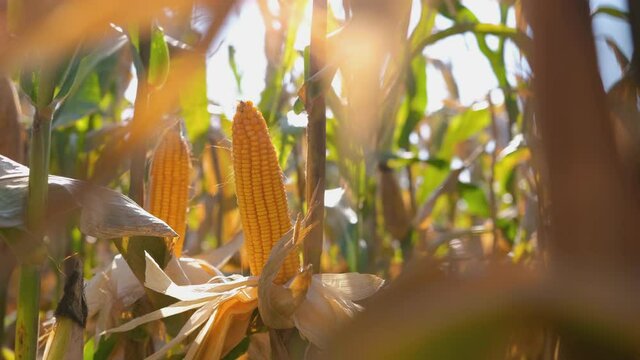 close-up yellow ripe corn on stalks for harvest in the agricultural cultivated field