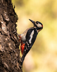 Great spotted woodpecker
