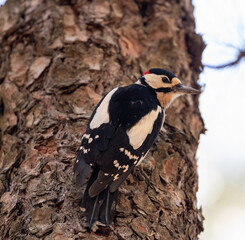 Great spotted woodpecker
