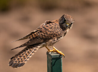 Common kestrel (female) on fence post