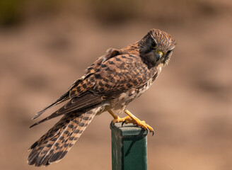 Common kestrel (female) on fence post