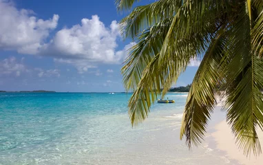 Papier Peint photo autocollant Plage de Seven Mile, Grand Cayman Palm tree branches on paradise beach