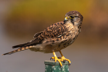 Common kestrel (female) on fence post