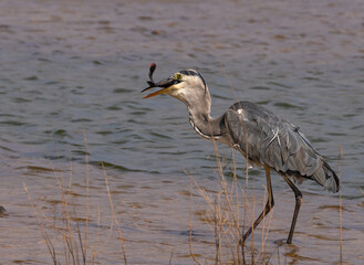 Grey heron with freshly caught fish