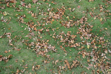 dry brown leaves splattered on a stretch of green grass