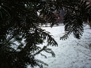 parco innevato