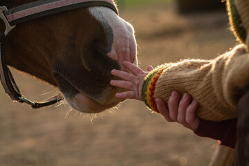kid hand caressing brown horse close up