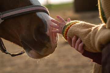kid hand caressing brown horse close up