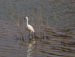 Little egret in wetland setting