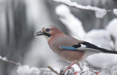 Eichelhäher im Schnee