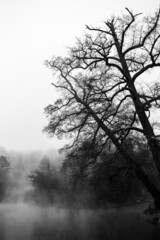 Tree near the foggy lake. Black and white