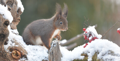 Eichhörnchen auf Wurzel