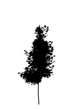 Black silhouette of a deciduous tree on a white background