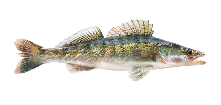 Pike perch river fish on white background
