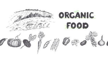 Vegetables, pumpkin, broccoli, Brussels sprouts, potatoes, beets, radishes, eggplant, peas, carrots, asparagus, peppers. Vector illustration of organic, natural food. Rural landscape.