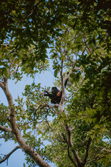 Monkey on tree