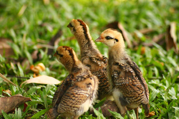 Close up of free-range chicks in the grassy meadow showing the peaceful candid moment of rural life, slow living, self-sufficient sustainable lifestyle