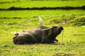A common egret (Ardea alba) resting on a water buffaloes' back, candid genuine moment of rural life, slow living and unexpected friendship 