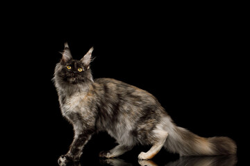 Playful maine coon cat standing side view on Isolated black background