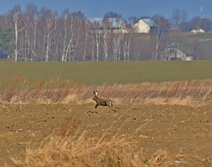 Runaway brown hare among the fields in early spring.