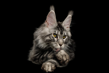Silver color maine coon cat lies and licks it's paw on Isolated black background, front view