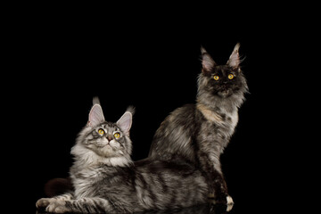 Two maine coon cats sitting and looking up on Isolated black background - obrazy, fototapety, plakaty
