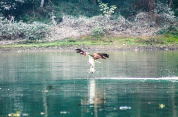 A hawk swooping and catching a fish in the water surface of Phewa Lake in Pokhara Nepal