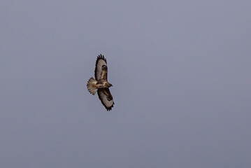 Common buzzard flying high