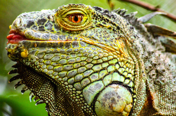 Fototapeta premium A funny iguana making faces and sticking out its tongue
