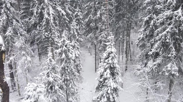 Aerial video view from drone of frozen snowy peaks of endless coniferous forest trees in  National park environment. Magical snow covered tree. Photo greeting card. Winter landscape.
