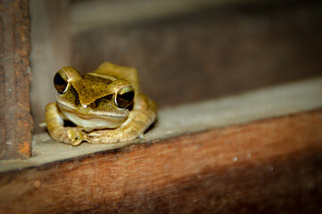 A Sylvirana faber or Cardamom stream frog resting on a window sill of a house
