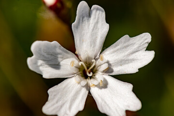 Heliosperma pusillum flower in meadow, close up shoot	