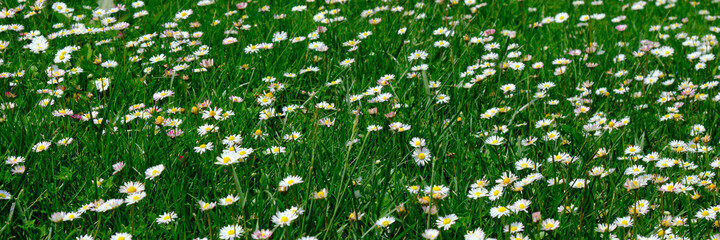 panoramic of a green meadow with daisies. spring summer field flowers